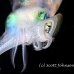 squid_reef_bigfin_pp_v_0088_alo0239_crop.jpg
